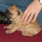 Annuncio: Cuccioli di Bulldog Francese