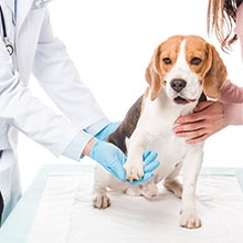 Notizie dal blog: Quando portare il tuo pet dal veterinario?