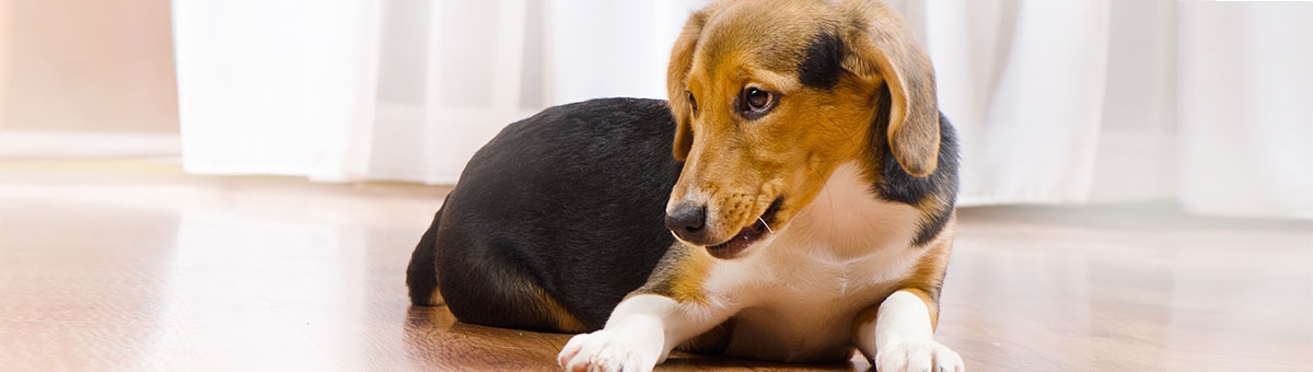 Vivere con un cane in casa