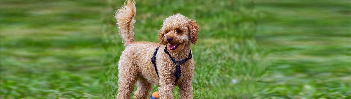 Conosciamo meglio il barboncino