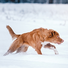 Notizie dal blog: Animali ed inverno: come affrontarlo!