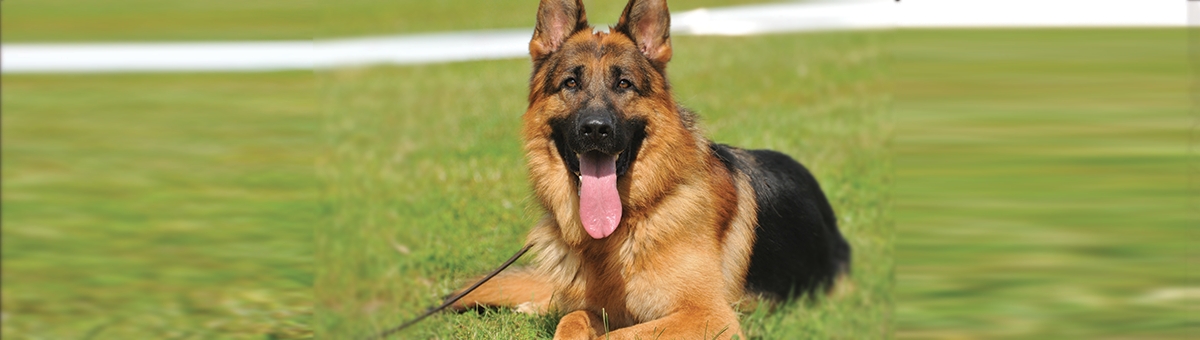 Il pastore tedesco: addestramento e alimentazione