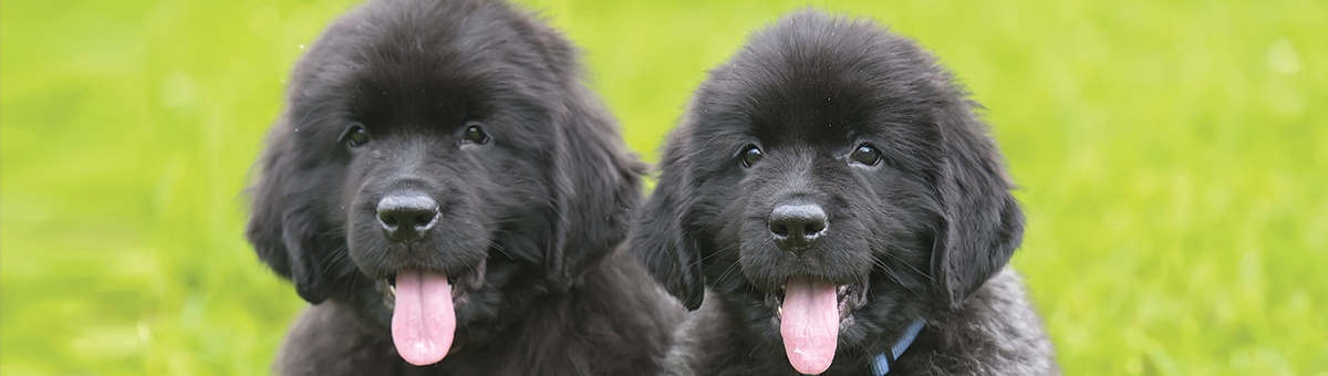 I cuccioli di Terranova