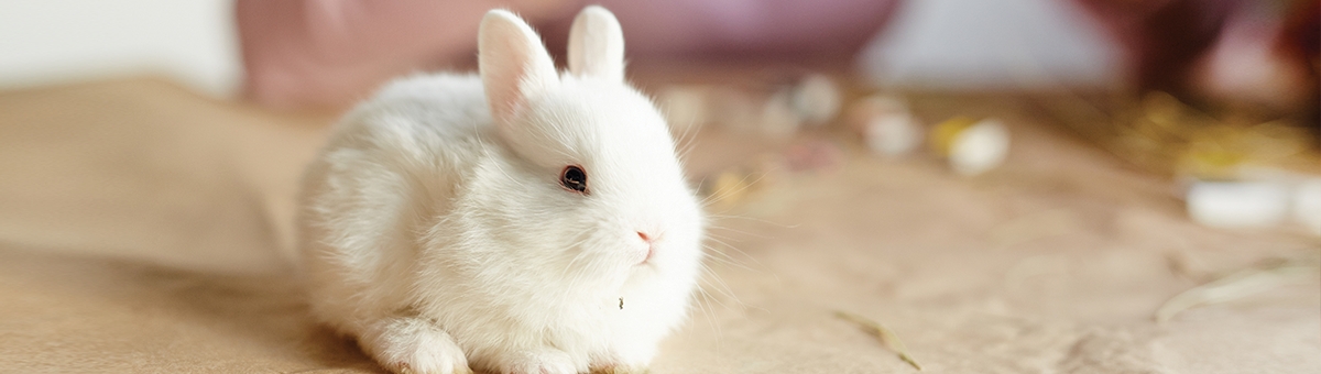Il coniglio nano