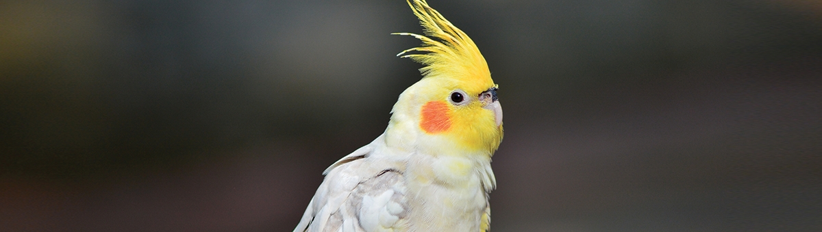 La calopsita: il pappagallo con la cresta gialla