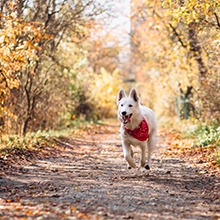 Notizie dal blog: Amici animali e cambio di stagione