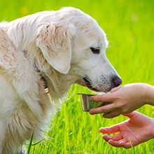 Notizie dal blog: L'alimentazione dei nostri amici pet in estate