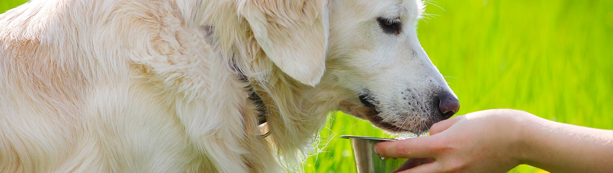 L'alimentazione dei nostri amici pet in estate