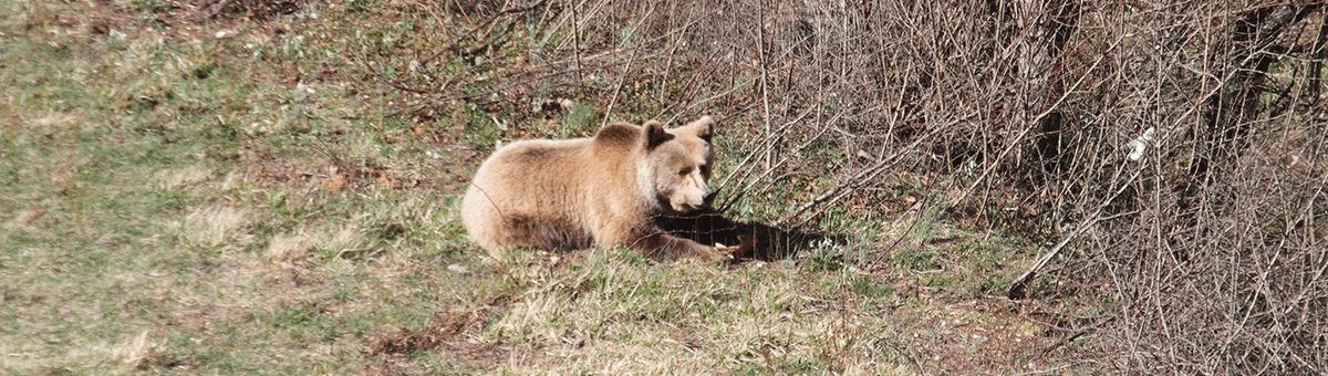 Le specie in via di estinzione: piccoli gesti per la loro salvaguardia