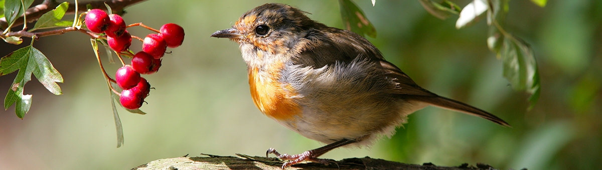 Il linguaggio degli uccelli