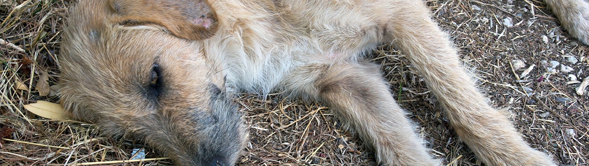 Cosa fare se si incontra un animale in difficolt&agrave;