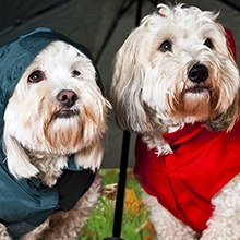 Notizie dal blog: L'abbigliamento per il tuo cane, perché sceglierlo!