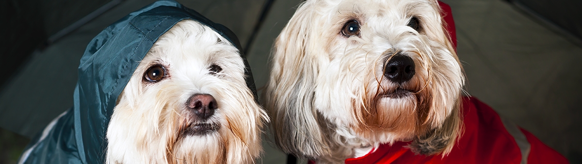 L'abbigliamento per il tuo cane, perché sceglierlo!