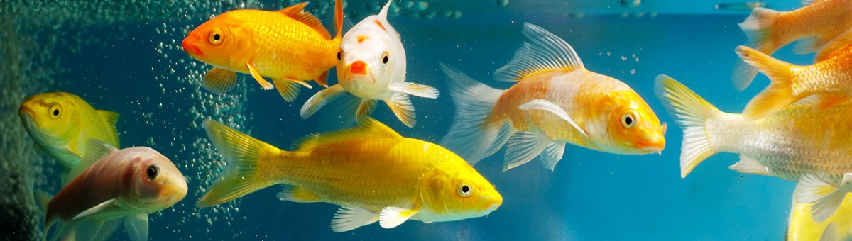 I comportamenti bizzarri dei pesci in acquario