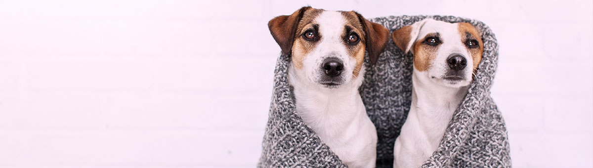 Come gestire i nostri amici pet in inverno