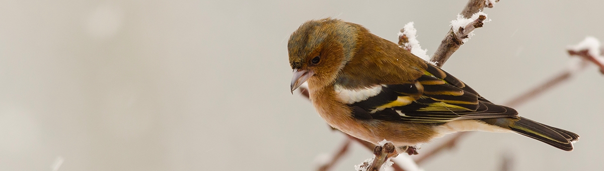 Come proteggere gli uccelli in inverno