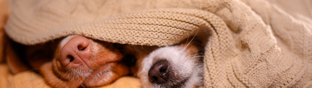 Quanto dormono i nostri pet in inverno