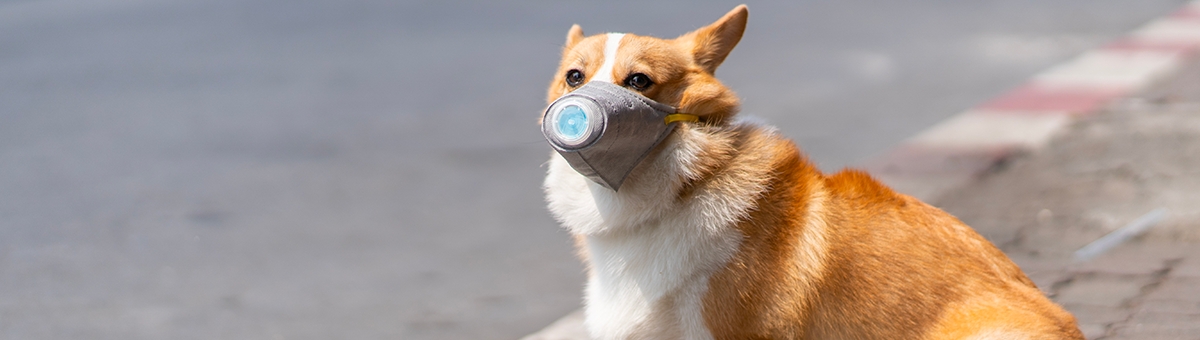 Animali domestici e coronavirus