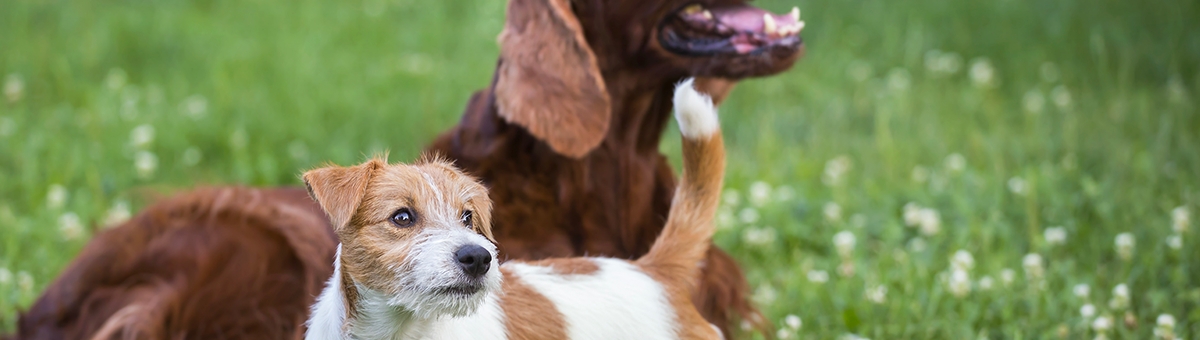Socializzazione del cucciolo di cane: consigli ed idee