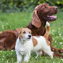 Notizie dal blog: Socializzazione del cucciolo di cane: consigli ed idee