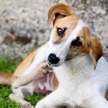 Notizie dal blog: Come proteggere i nostri pet dai parassiti