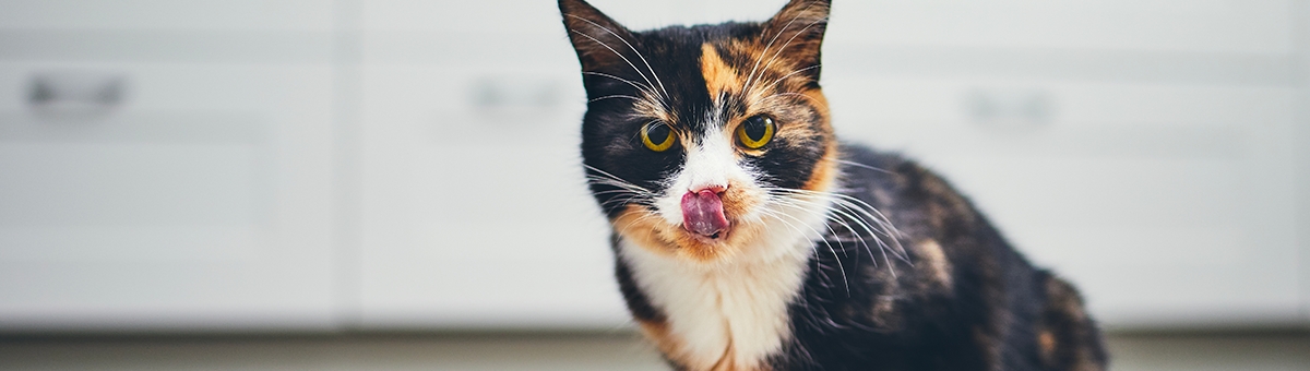 Cosa non possono mangiare i gatti