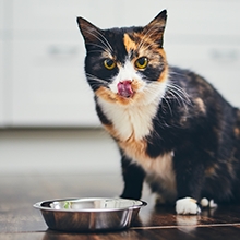Notizie dal blog: Cosa non possono mangiare i gatti