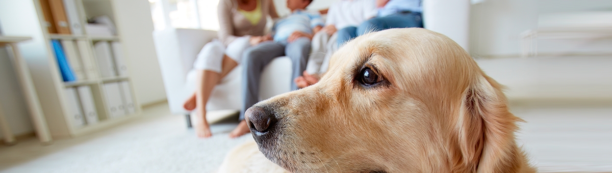 Come affrontare la fase 2 con un pet