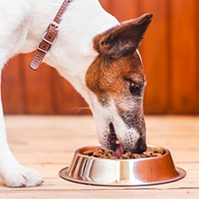Notizie dal blog: Comportamenti del cane mentre mangia
