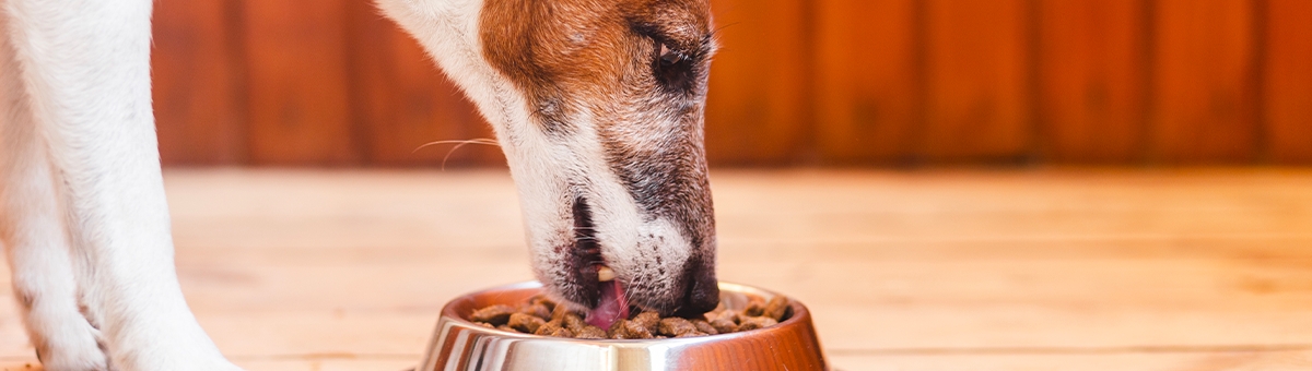 Comportamenti del cane mentre mangia