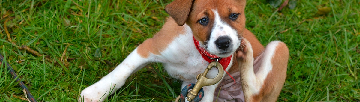 Come evitare che gli animali prendano i parassiti