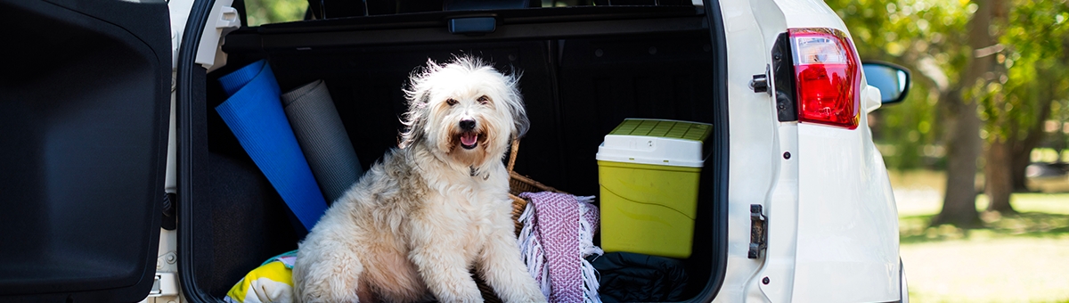 Tutti i consigli per riprendere a viaggiare con i pet