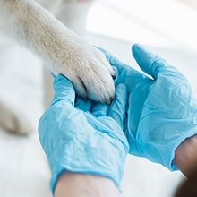 Notizie dal blog: Detrazione spese veterinarie: come funziona
