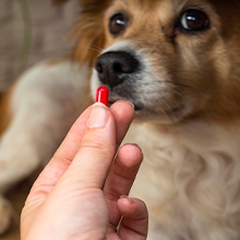 Notizie dal blog: Come dare un medicinale al nostro pet