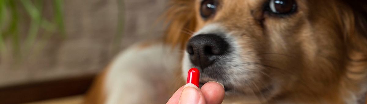Come dare un medicinale al nostro pet