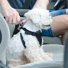 Notizie dal blog: Come trasportare in sicurezza il nostro pet in viaggio?