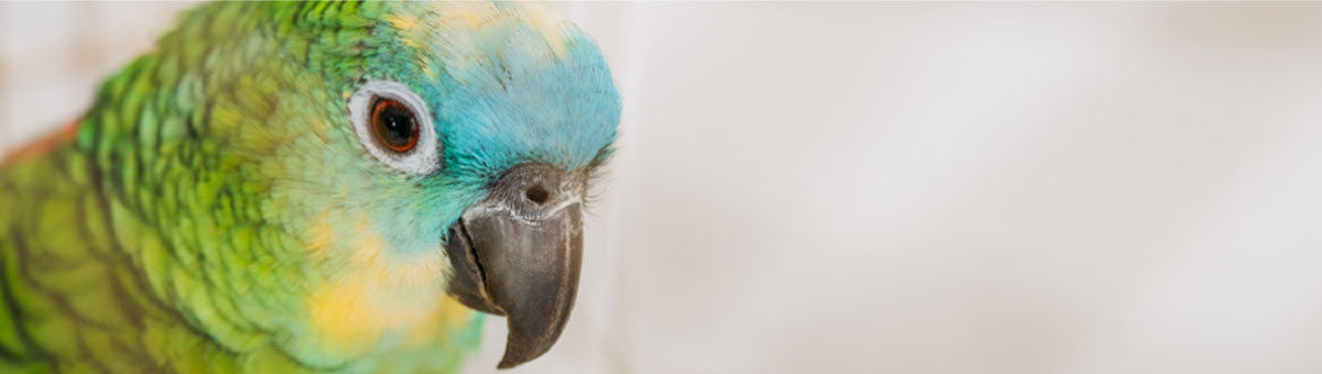 10 cose da non fare mai con i pappagalli.