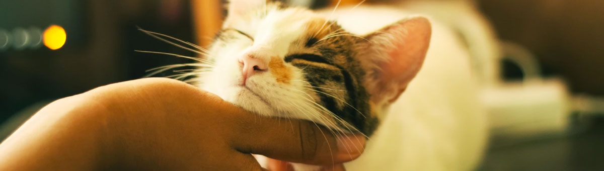 Perch&eacute; il gatto fa il pane?