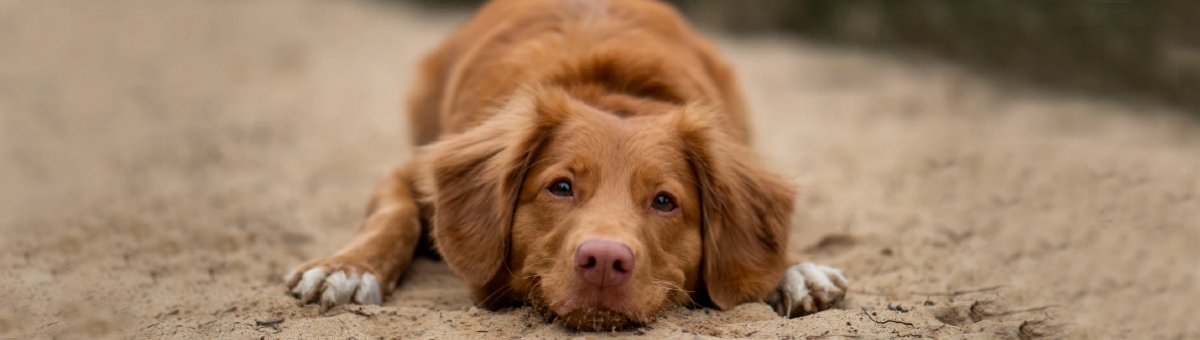 Educare il cane con gli esercizi di obbedienza di base.