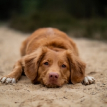 Notizie dal blog: Educare il cane con gli esercizi di obbedienza di base.