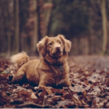 Notizie dal blog: Come le stagioni influenzano le abitudini dei nostri pet