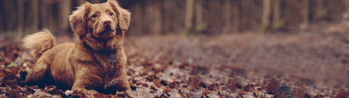 Come le stagioni influenzano le abitudini dei nostri pet