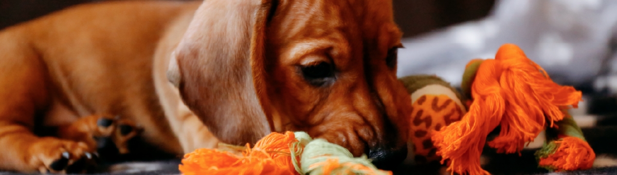 Come tenere il pet impegnato quando è a casa da solo