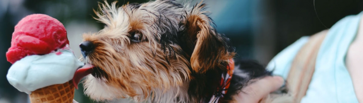 Perch&egrave; i cani non devono mangiare il cibo dei padroni