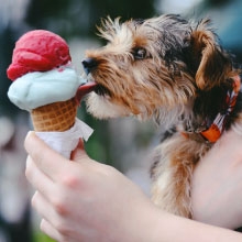 Notizie dal blog: Perchè i cani non devono mangiare il cibo dei padroni