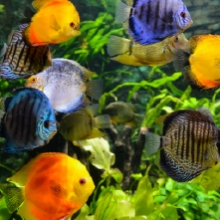 Notizie dal blog: Le piante migliori per l'acquario