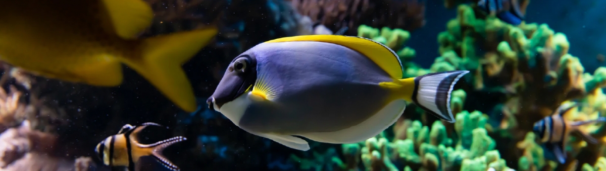 Come progettare e mantenere un acquario perfetto