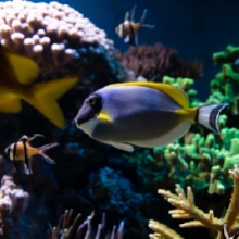 Notizie dal blog: Come progettare e mantenere un acquario perfetto