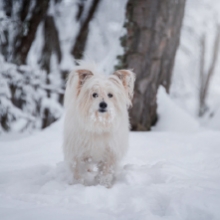 Notizie dal blog: Come proteggere gli animali dal freddo