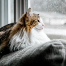 Notizie dal blog: Come capisco se il mio gatto ha freddo?